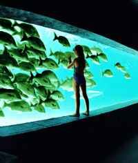  Visitors to Atlantis, Paradise Island Resort in the Bahamas get close-up looks of exotic fish and other sea creatures. Photo courtesy of Atlantis Paradise Island Resort.  