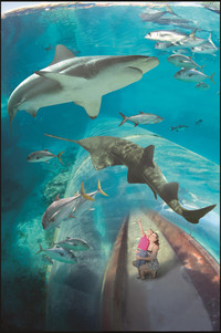  A family gets an under-sea view of marine life at Atlantis Paradise Island Resort in the Bahamas. Photo courtesy of Atlantis Paradise Island Resort. 