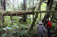 . Naturalist Volker Deecke, right, and passenger Charlotte Meadows follow clues to find grizzlies in the Great Bear Rainforest along the Kwatna River in Canada. Salmon leftovers from bears are crucial to fertilizing the rainforest. Photo courtesy of Norma Meyer.