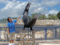 A trainer works with a sea lion at the Royal Sea Aquarium on the Caribbean island of Curacao. Photo courtesy of Victor Block.