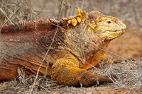  In addition to the famous tortoises, the Galapagos Islands are home to many other varieties of wildlife, including iguanas. Photo courtesy of www.hansentravel.org. 