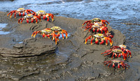  Colorful creatures such as these crabs abound in the Galapagos Islands. Photo courtesy of. www.hansentravel.org. 