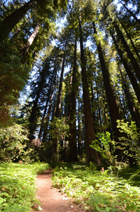 Sunshine spotlights the path to the redwoods in Big Hendy Grove in Hendy Woods State Park in Mendocino County California. Photo courtesy of Donna Barnett.