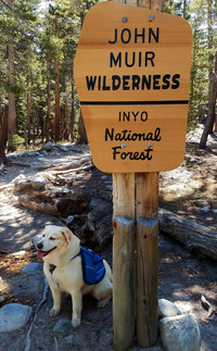 Winifred, the traveling pooch, prepares to hit the trail in the John Muir Wilderness area of California's Inyo National Forest. Photo courtesy of Jim Farber.