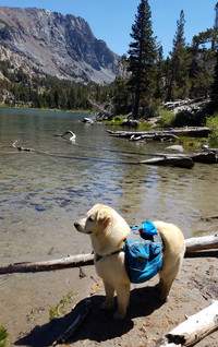 Winifred takes a break from hiking in the Mammoth Mountain area of California's Sierra Nevadas. Photo courtesy of Jim Farber.