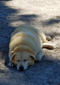 At the end of the day Winifred, who went on a hiking holiday in California's Mammoth Mountain area, might better be known as "Winnie the Pooped." Photo courtesy of Jim Farber.