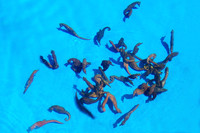 It's feeding time at the Ocean Rider Seahorse Farm on the Big Island of Hawaii. Photo courtesy of Patricia Arrigoni.
