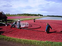  Cranberry bogs are flooded for harvesting in Vilas County, Wisconsin. Photo courtesy of Sandra Scott. 