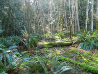 Salt Spring Island in British Columbia is technically a rainforest. Photo courtesy of Steve Bergsman.