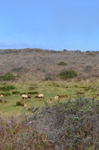 MajesticTule elk graze near the Tomales Point Trail at Tule Elk Reserve in California's Point Reyes National Seashore. Photo courtesy of Donna Barnett.