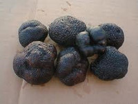  At the height of their season, these white truffles found in Alba, Italy, would bring $1,200 to $4,000 per pound. Photo courtesy of Fyllis Hockman. 