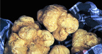 During the summer black truffles found in Alba, Italy, sell for $600 to $800 per pound. Photo courtesy of Victor Block. 