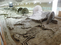  These chariots and the remains of the horses who pulled them are at the Museum of Ancient Chariots in Shandong Province, China. Photo courtesy of Victor Block. 
