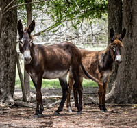  Rush hour on Nevis Island in the Caribbean is more likely to be caused by donkeys than by cars. Photo courtesy of Victor Block. 