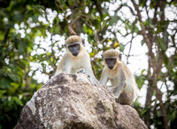  Some 30,000 monkeys claim the Caribbean island of Nevis as their home. Photo courtesy of Victor Block. 