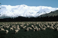Sheep graze in green pastures against a backdrop of snowy mountains in South Island New Zealand. Photo courtesy of Patricia Woeber.