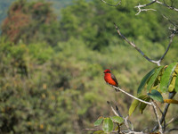 The vermillion flycatcher is a treasure to be spotted on a birding trip in southwestern Mexico. Photo courtesy of Stuart Wasserman.