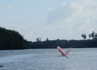 The roseate spoonbill makes a graceful dive that is spotted on a birdwatching expedition in southwestern Mexico. Photo courtesy of Stuart Wasserman.