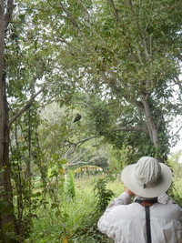 A birder spots a limpkin in a refuge near San Blas, Nayarit, Mexico. Photo courtesy of Stuart Wasserman.