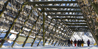  Codfish dry on racks in Norway's Lofoten Islands. Photo courtesy of Visitnorway.com. 