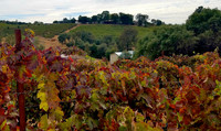 The vineyards in California's Shenandoah Valley rival the quality of those in the Napa and Sonoma counties. Photo courtesy of Jim Farber.