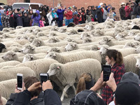 Some 1,500 sheep take part in the final parade at the Trailing of the Sheep Festival in Ketchum, Idaho. Photo courtesy of Nicola Bridges.