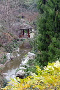  The Japanese Garden at the Huntington Library and Gardens in San Marino, California, includes a tea house, moon bridge, and trees and plants native to Japan. Photo courtesy of Phil Allen. 