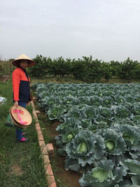  Mandy, a farmer in the Song Phuong area of Hanoi, Vietnam, shows off her garden. Photo courtesy of Kitty Morse. 