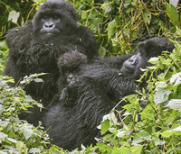  Two adult gorillas and an infant frolic at Volcanoes National Park in Rwanda. Photo courtesy of Candyce H. Stapen. 