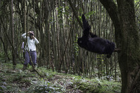  A gorilla-trekker in Rwanda snaps a photo of one of the hundreds of the animals in Volcanoes National Park. Photo courtesy of Wilderness Safaris. 