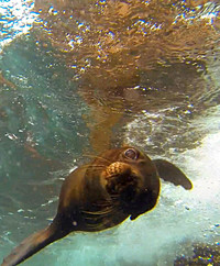 A curious sea lion swims close to an underwater camera in the Galapagos Islands. Photo courtesy of Philip Courter.