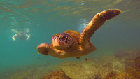 A sea turtle swims alongside a snorkeler in the Galapagos Islands. Photo courtesy of Philip Courter.