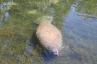  A manatee comes up for air in Crystal River, Florida. Photo courtesy of Philip Courter. 