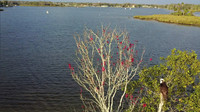 An osprey flying over Crystal River, Florida, would see this view of the local area. Photo courtesy of Philip Courter.