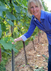 Augusta Raimes of Raimes Family Vineyard in Hampshire, England, checks a vine in the chardonnay paddock. Photo courtesy of Athena Lucero.