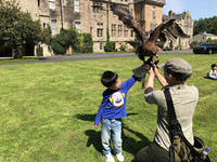 A child offers his hand as a landing place for a falcon at Glenapp Castle Hotel in Ballantrae, Scotland. Photo courtesy of Candyce H. Stapen.