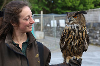 Falconer Mel and Dingle, a Eurasian eagle-owl prepare for an outing at the Ireland School of Falconry at Ashford Castle in County Mayo. Photo courtesy of Philip Courter.