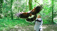 Beckett, a Harris's hawk, lands on the author's arm at the Ireland School of Falconry at Ashford Castle in County Mayo. Photo courtesy of Philip Courter.