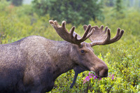 A moose is one of the frequently seen animals in Alaska's Denali National Park and Preserve. Photo courtesy of Dreamstime.