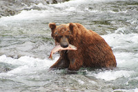 July, when salmon are running, is the best month to see bears in Alaska's Denali National Park and Preserve. Photo courtesy of Peter Kronenmann.