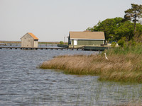 A heron is poised in the reeds at False Cape State Park in Virginia. Photo courtesy of Candyce H. Stapen.
