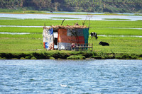 Cowherds along the Nile River in Egypt frequently build shelters where they can escape the intense sunlight. Photo courtesy of Phil Allen.