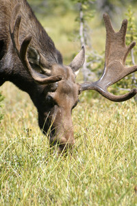 Encountering a moose is almost a daily pleasure in Rangeley, Maine. Photo courtesy of Maine Tourism.