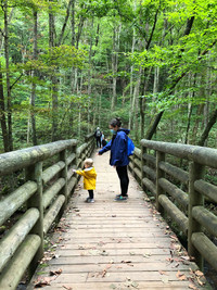 The Jefferson National Forest's Cascades National Recreation Trail offers an excellent place for a walk in the woods near Pembroke, Virginia. Photo courtesy of Candyce H. Stapen.