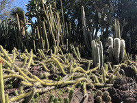  The Cactus Garden at the Huntington Library, Art Museum and Botanical Gardens in San Marino, California, features many varieties of cacti and succulents. Photo courtesy of Bill Neely. 