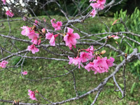 Cherry blossoms arrive at Shikinaen Royal Garden in Naha, Okinawa, Japan. Photo courtesy of Philip Courter.