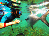 A visitor swims with fish at the Dolphin Academy, Curacao Sea Aquarium. Photo courtesy of Victor Block.