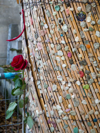  Visitors to Jim Morrison's grave at Pere Lachaise Cemetery in Paris leave used chewing gum on a nearby tree to honor the singer's legend of disobedience. Photo courtesy of Scott Aumann/Dreamstime.com. 