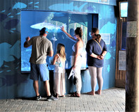  Visitors to Aquarium Encounters in Marathon, Florida, carefully feed the sharks. Photo courtesy of Victor Block. 
