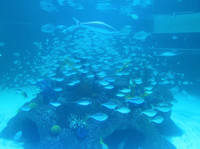  A flurry of different types of fish greet underwater visitors at Aquarium Encounters in Marathon, Florida. Photo courtesy of Marathon Encounters. 